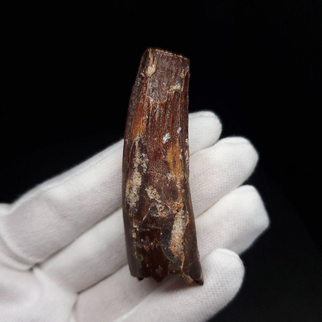 スピノサウルス 本物 モロッコ産 59.40mm sp475