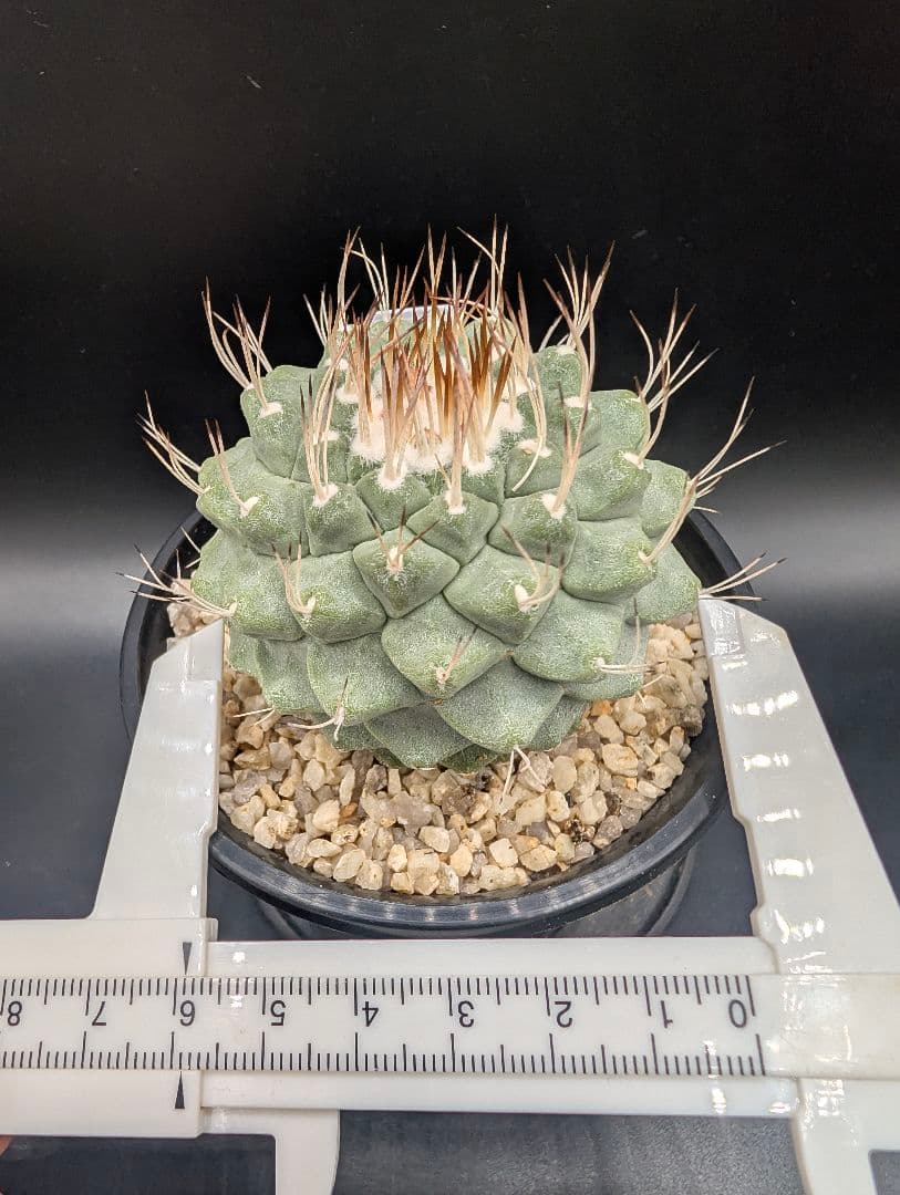 サ*生様 菊水 大型タイプ 実生 鉢植え メルカリ便送料込み