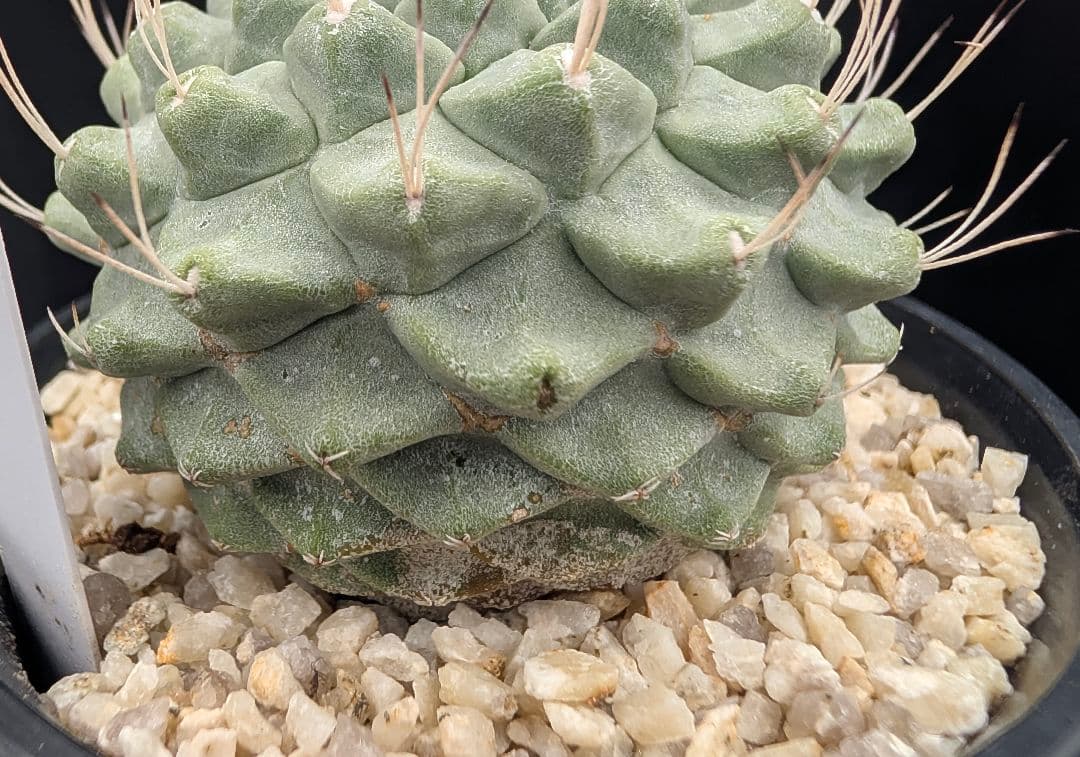 サ*生様 菊水 大型タイプ 実生 鉢植え メルカリ便送料込み