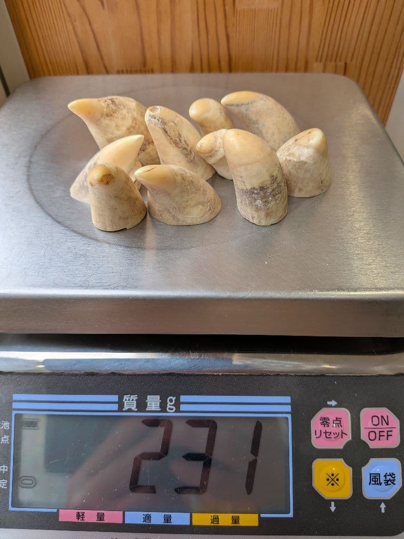 マッコウ鯨歯　本物　歯先大10個231グラム