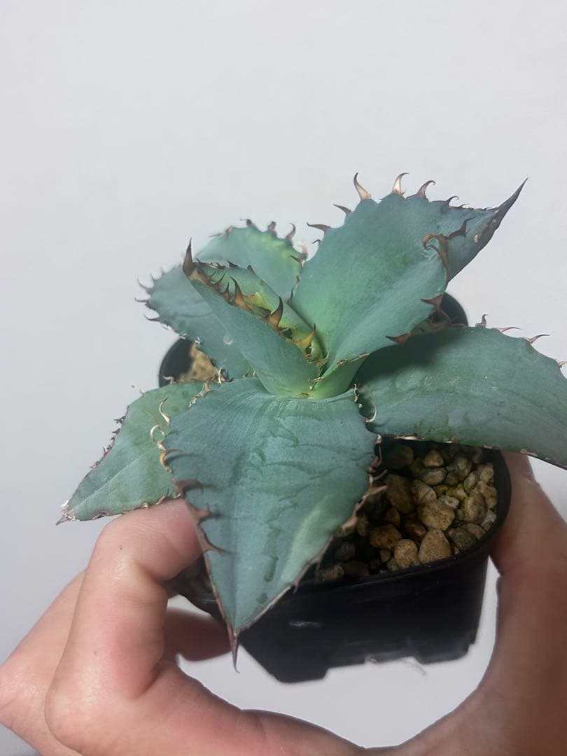 アガベ チタノタビースト　BEAST 自社オリジナルカット苗