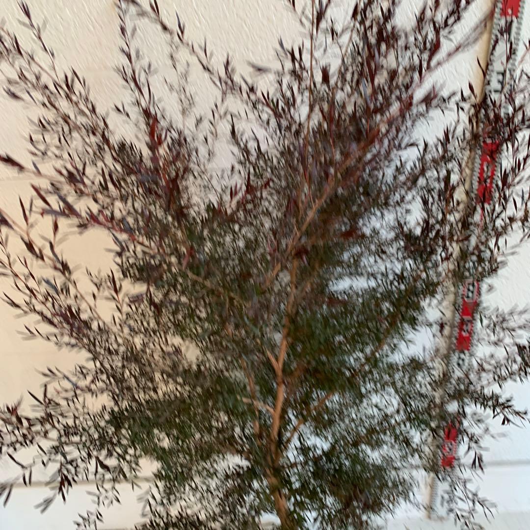 大株　メラレウカ　カッパーグロー　ティーツリー　ブラック　紅葉　銅葉　49