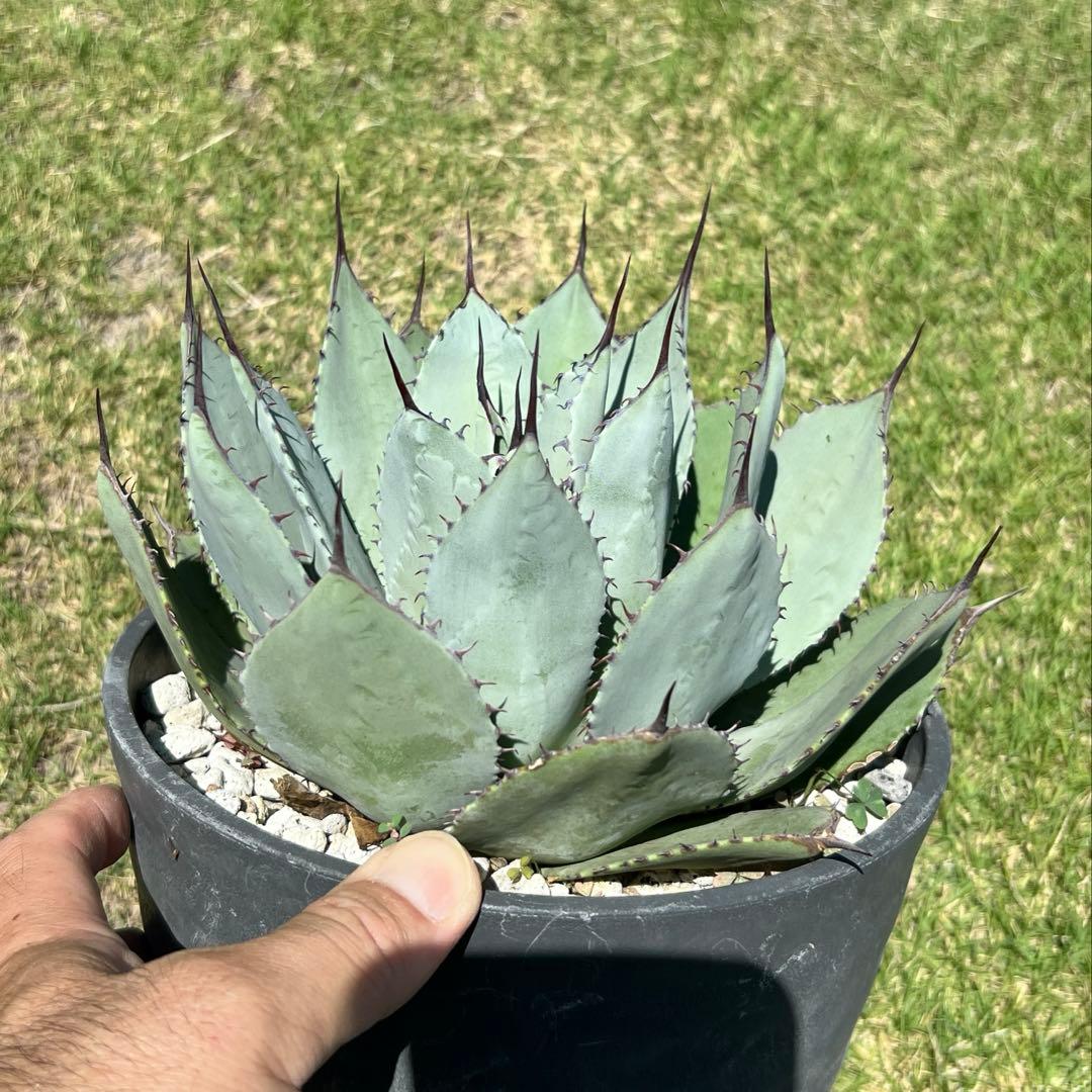 アガベ　パリー 吉祥天(姫吉祥天) 極上