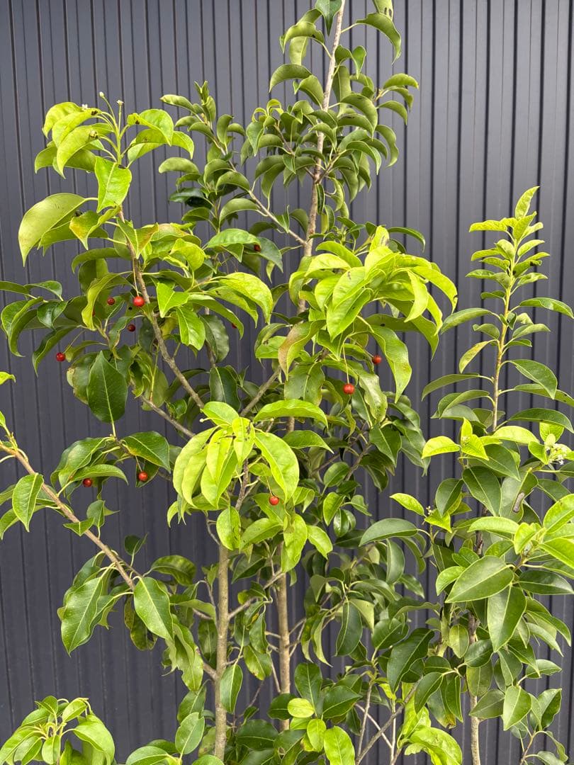 SAGA◆ソヨゴ◆常緑樹◆複数株立◆雄雌混植株‼️◆⑧