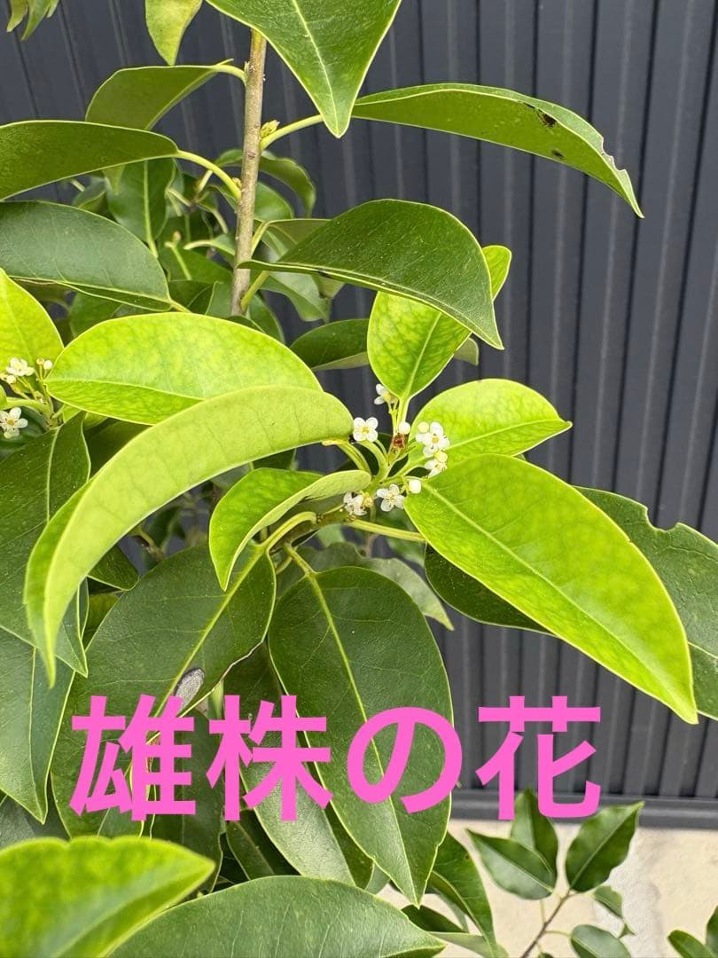 SAGA◆ソヨゴ◆常緑樹◆複数株立◆雄雌混植株‼️◆⑧