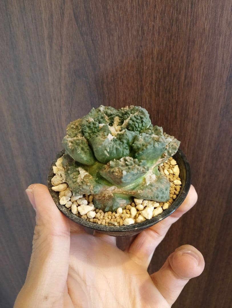 \"特選株\" 亀甲牡丹 ゴジラ