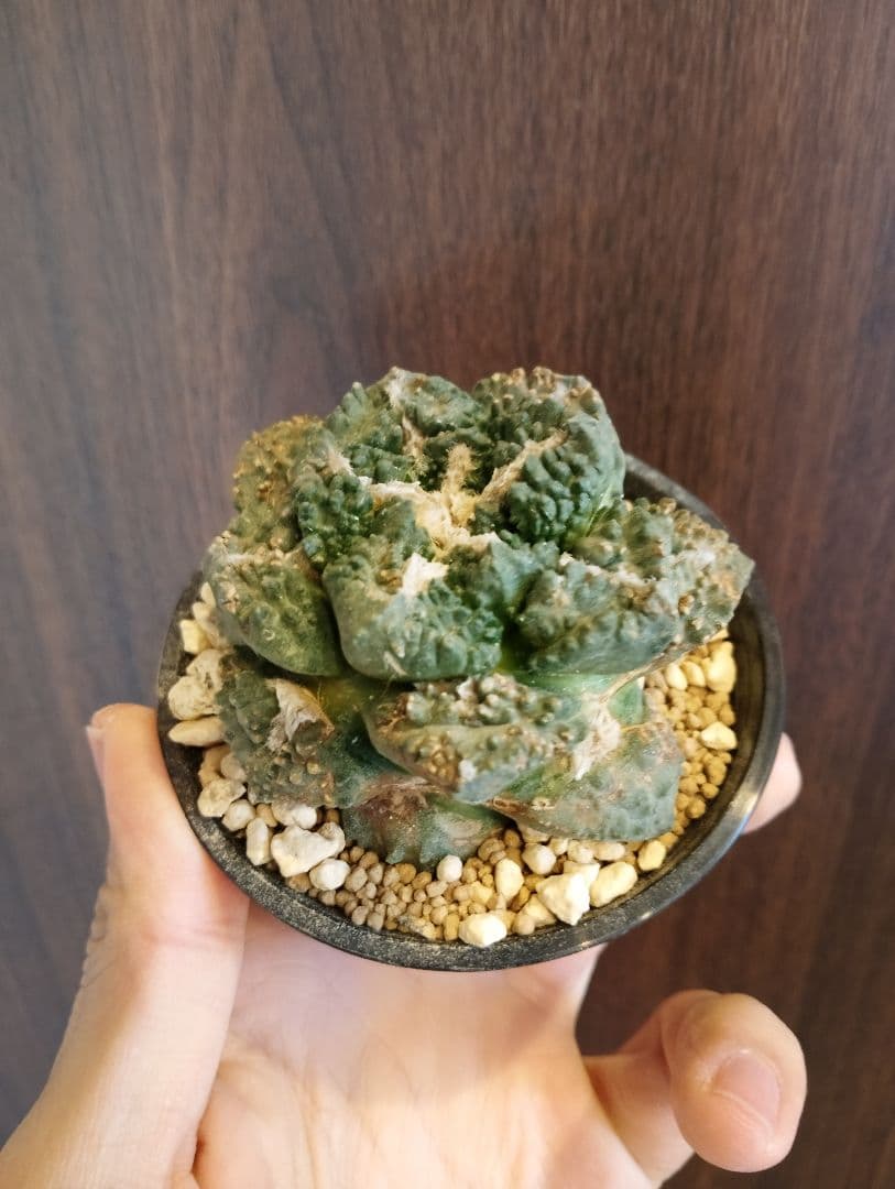 \"特選株\" 亀甲牡丹 ゴジラ