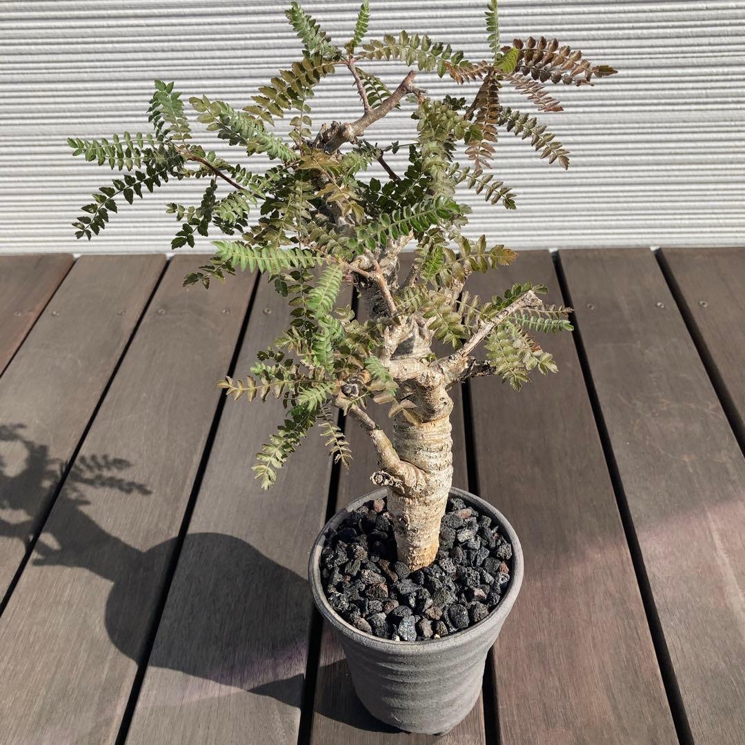 ボスウェリア　ネグレクタ