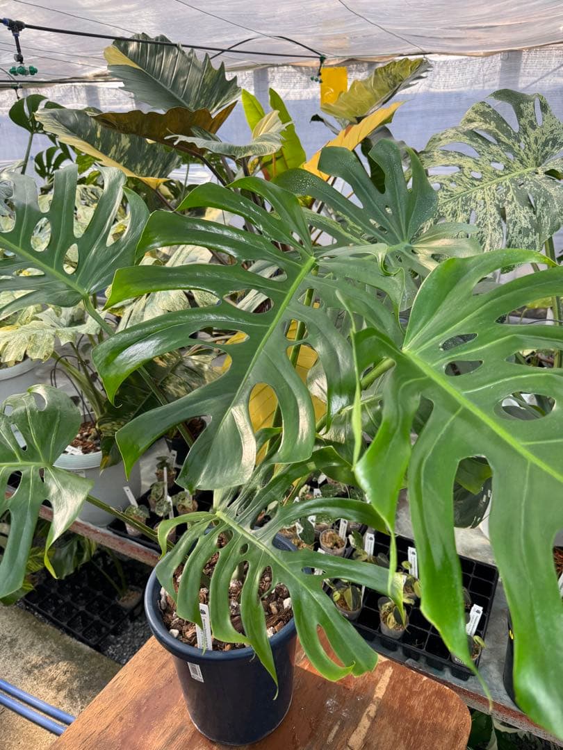 アラブフォーム \"エロンガータエ\" イーロンガーター　コンパクト　激レア