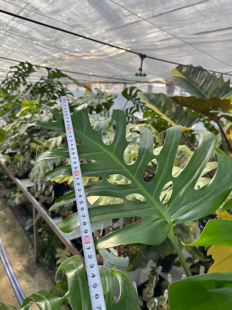 アラブフォーム \"エロンガータエ\" イーロンガーター　コンパクト　激レア