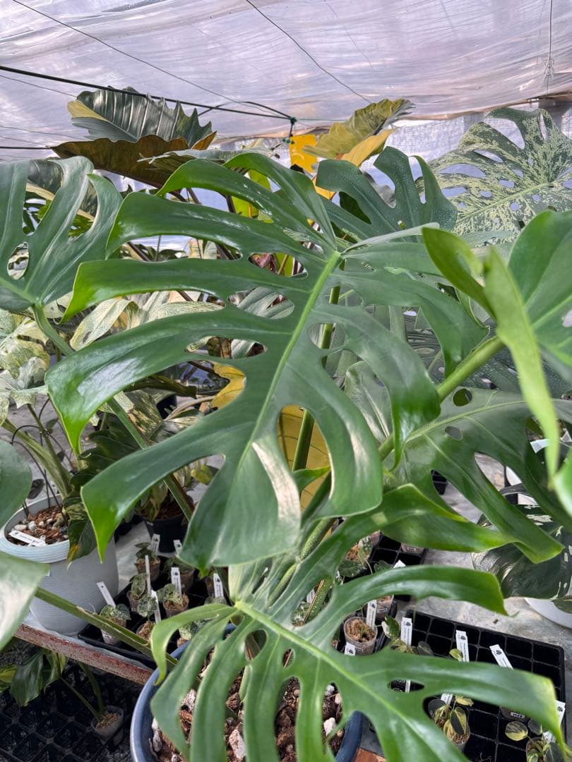 アラブフォーム \"エロンガータエ\" イーロンガーター　コンパクト　激レア