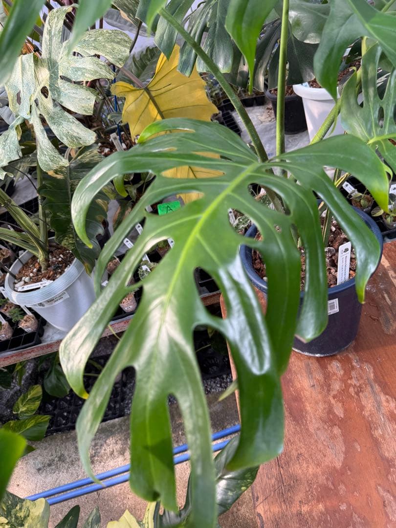 アラブフォーム \"エロンガータエ\" イーロンガーター　コンパクト　激レア