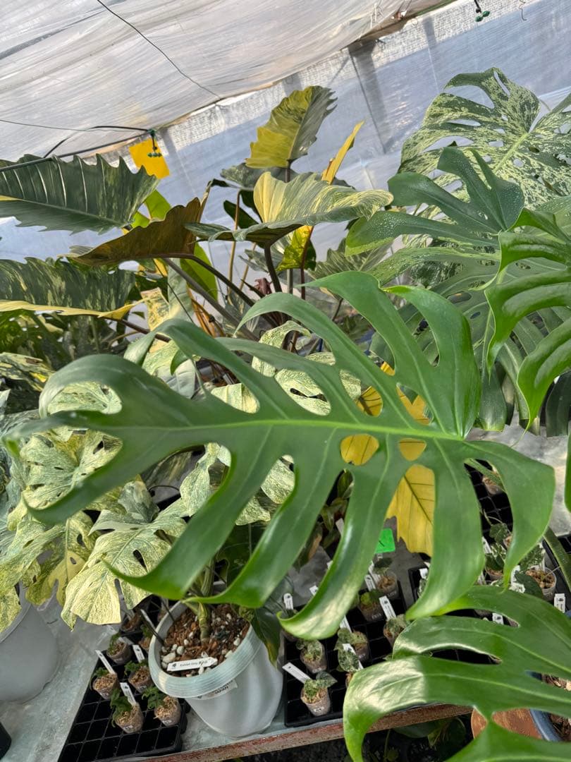 アラブフォーム \"エロンガータエ\" イーロンガーター　コンパクト　激レア