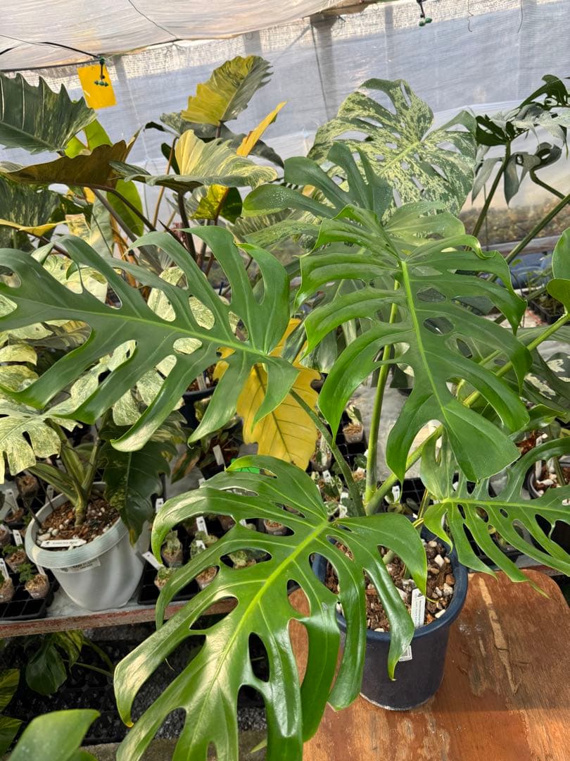 アラブフォーム \"エロンガータエ\" イーロンガーター　コンパクト　激レア