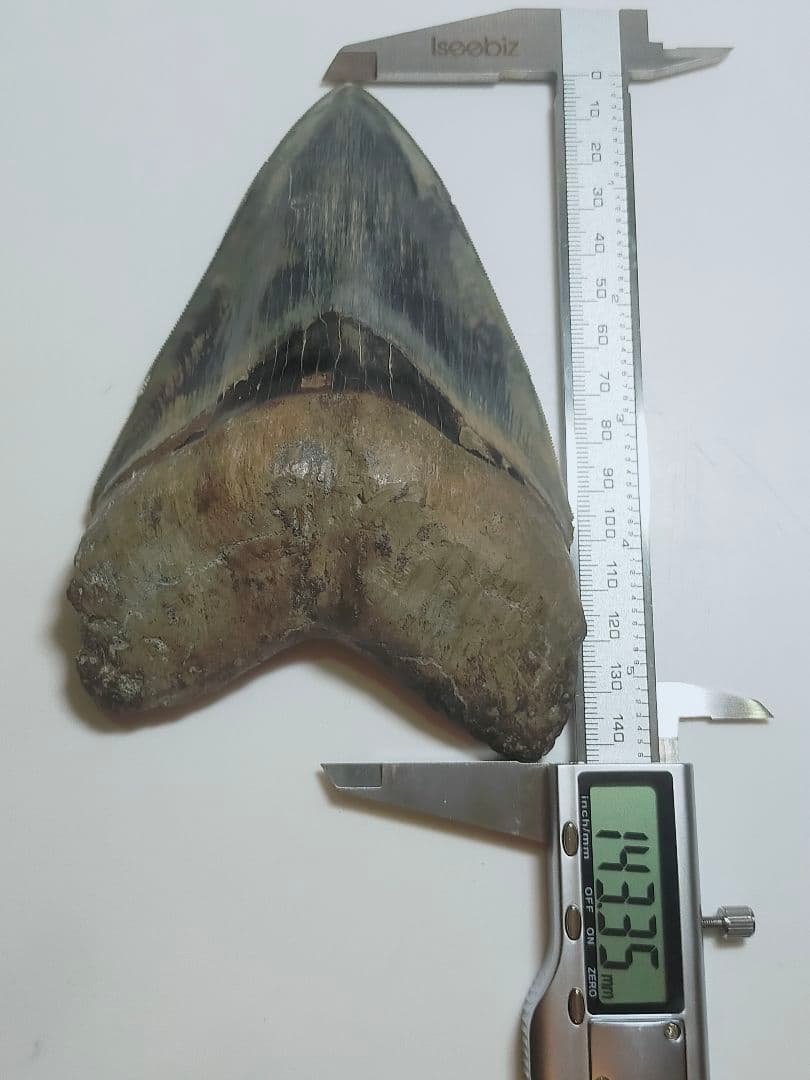 【希少：青色　大きめ：148mm】メガロドン　化石　標本　サメの歯　歯の化石