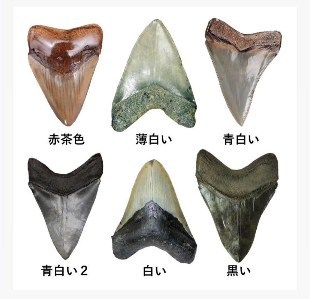 【希少：青色　大きめ：148mm】メガロドン　化石　標本　サメの歯　歯の化石