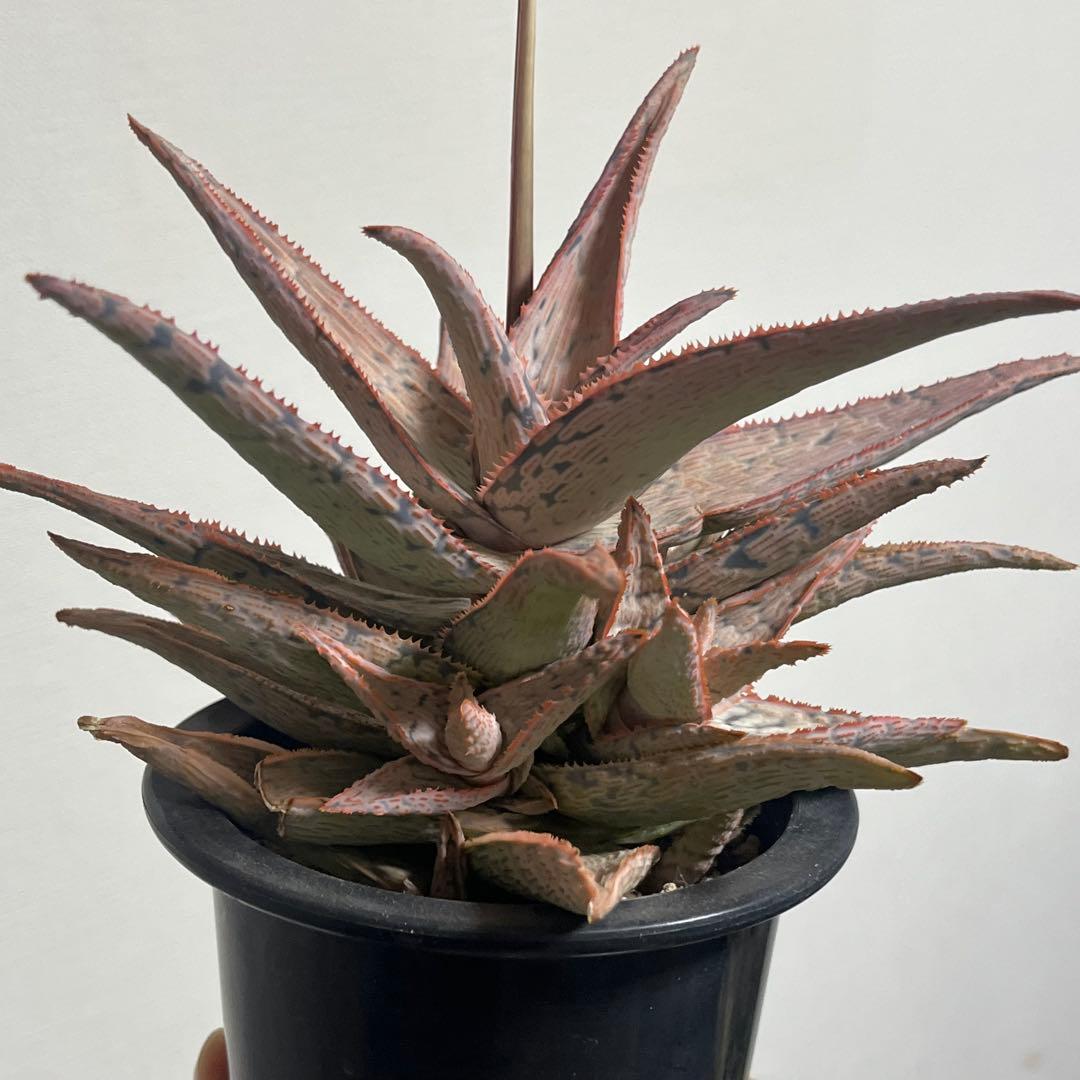 アロエ・TCT•ハイブリッド (Aloe TCT Hybrid)・大株