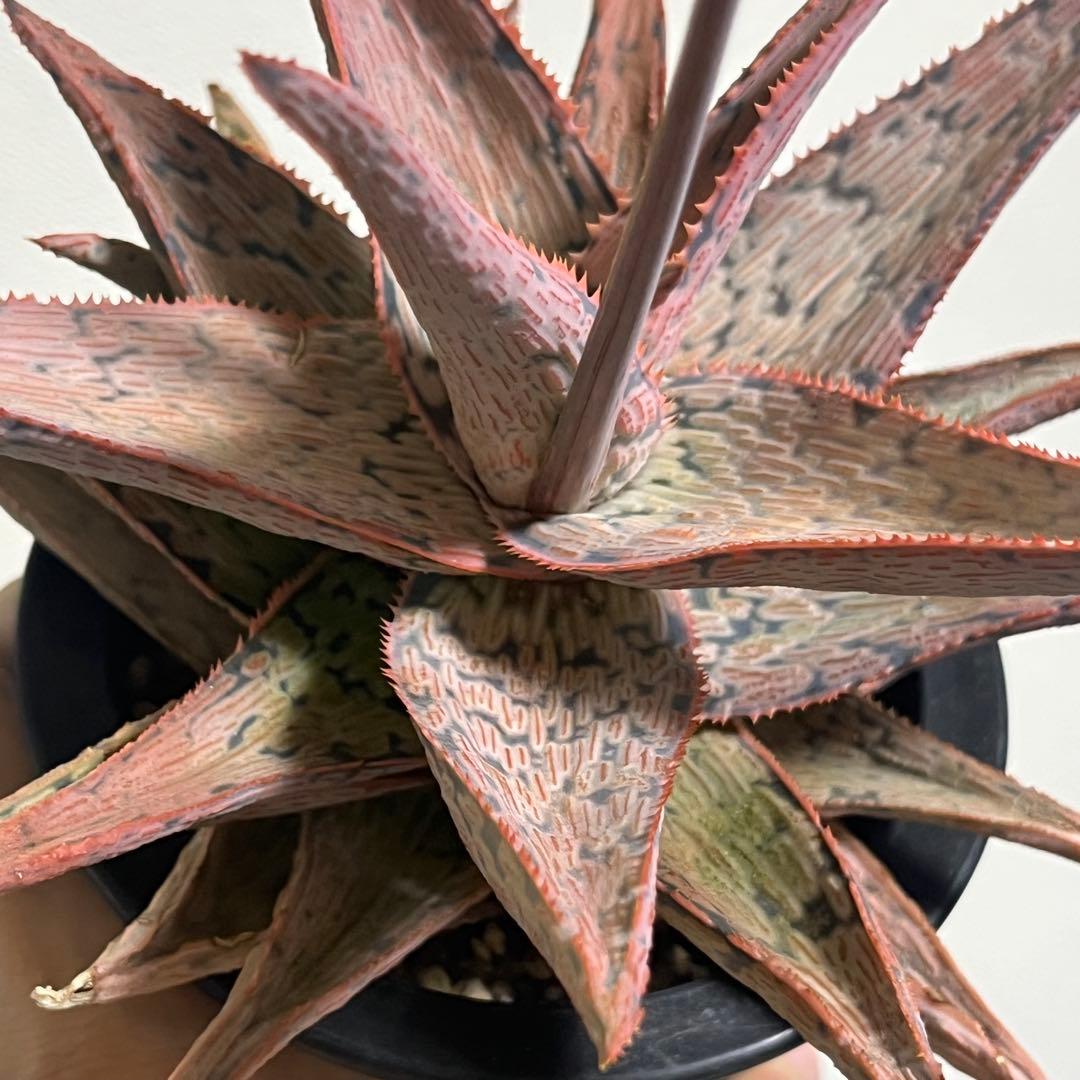 アロエ・TCT•ハイブリッド (Aloe TCT Hybrid)・大株