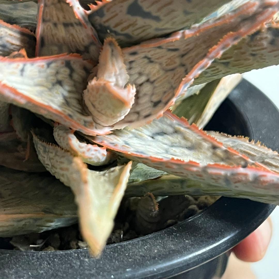 アロエ・TCT•ハイブリッド (Aloe TCT Hybrid)・大株