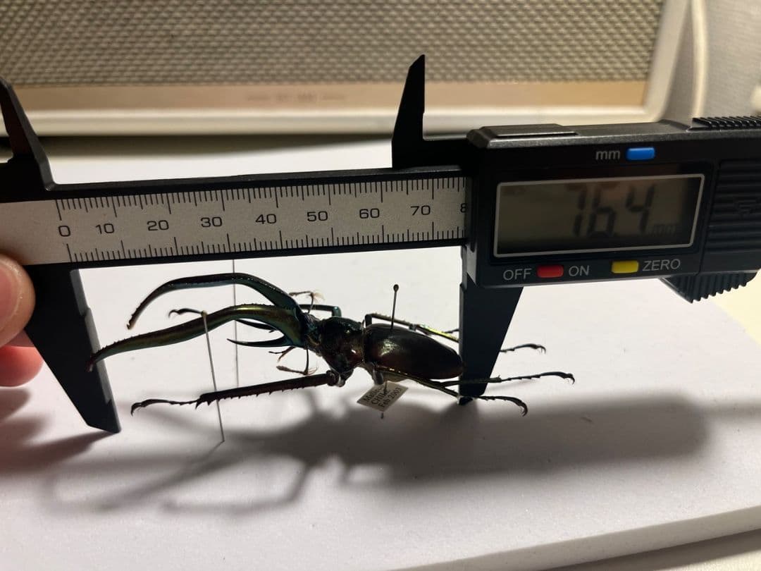 【75mm】チリクワガタ メタリフェルホソアカクワガタ Wild 昆虫標本