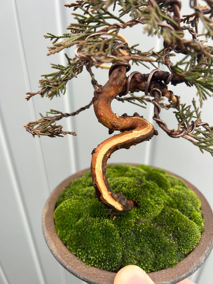 糸魚川真柏 舎利 小品