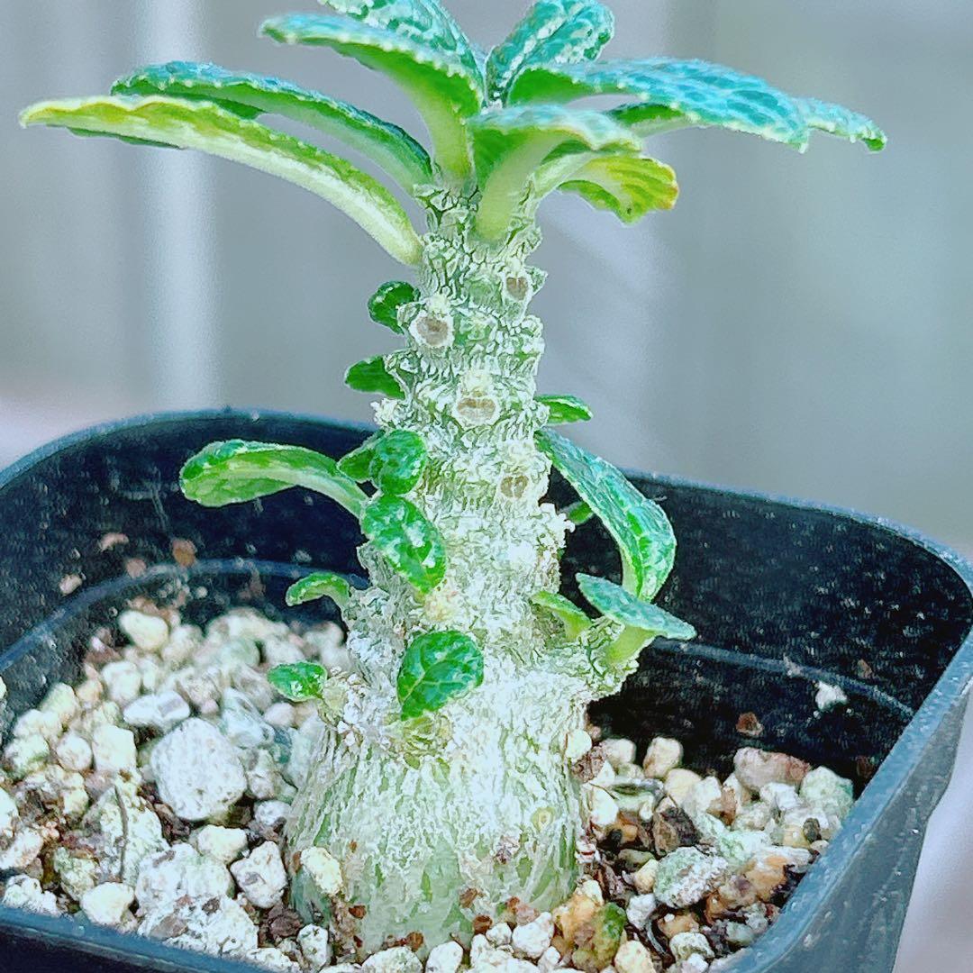 【将来有望★超選抜株★早い者勝ち】　ドルステニア　ギガス　実生　鉢のまま発送38