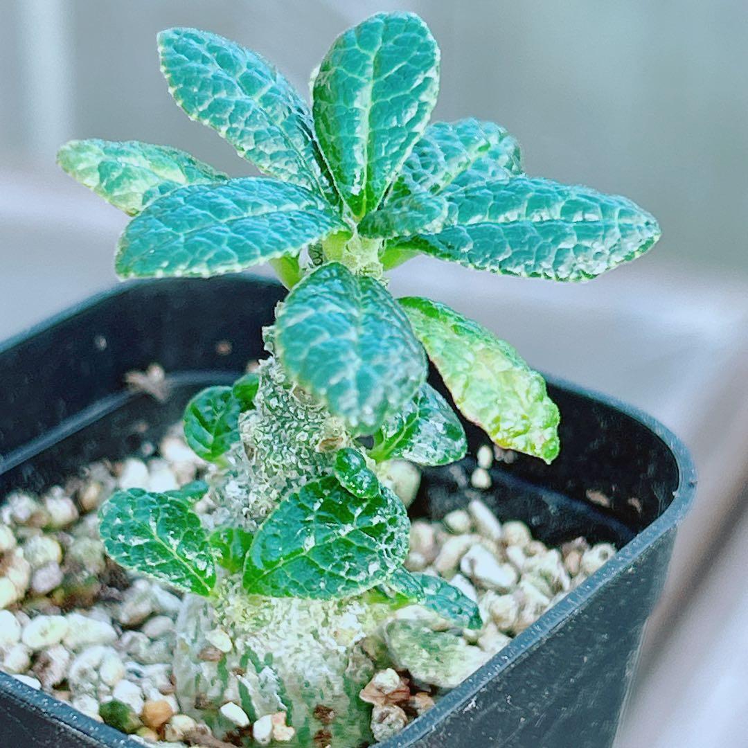 【将来有望★超選抜株★早い者勝ち】　ドルステニア　ギガス　実生　鉢のまま発送38