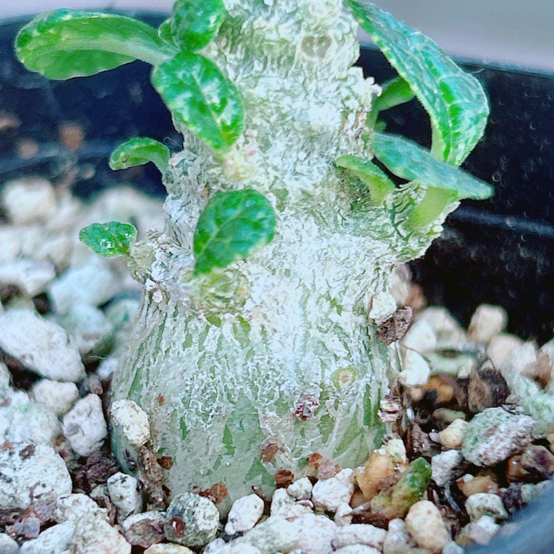 【将来有望★超選抜株★早い者勝ち】　ドルステニア　ギガス　実生　鉢のまま発送38