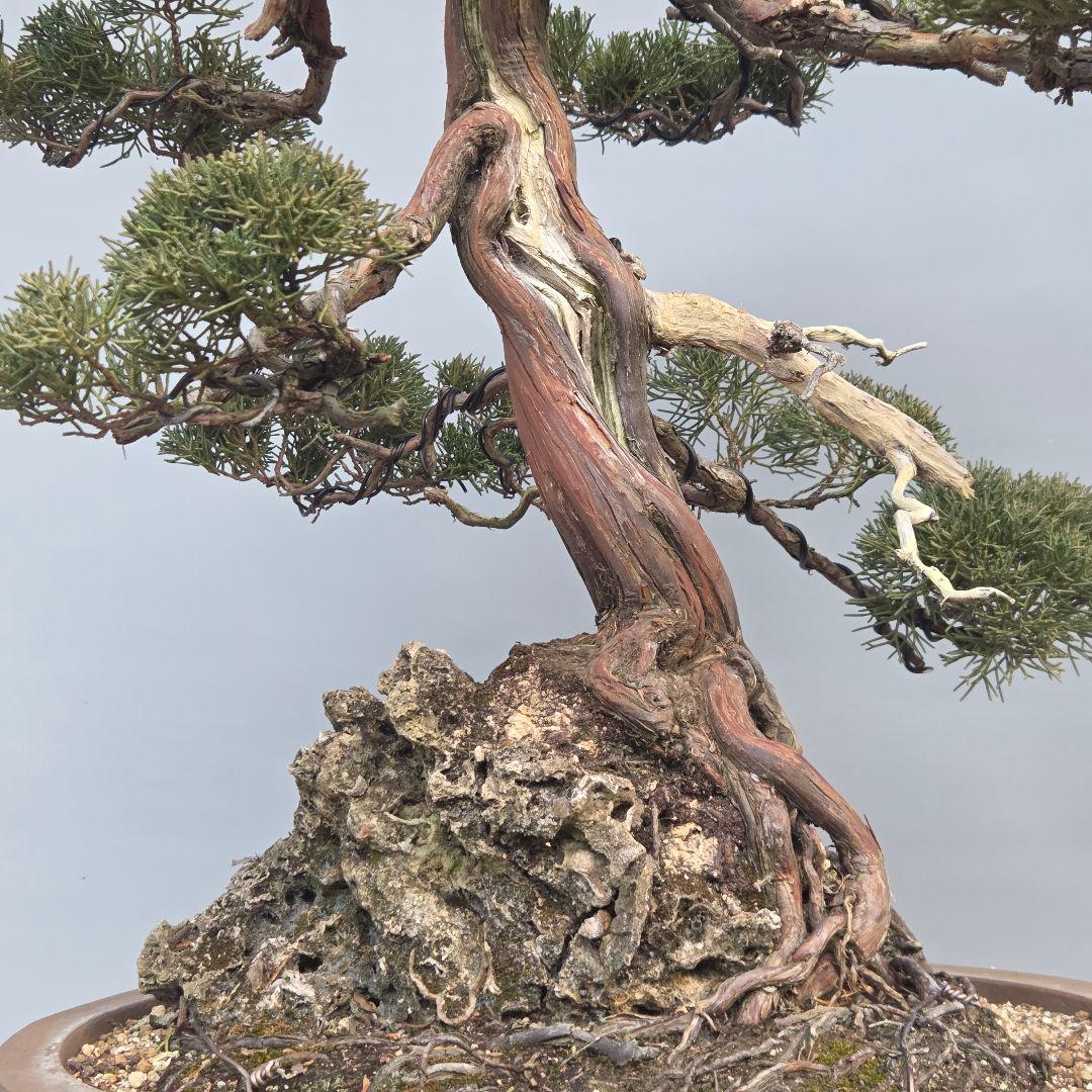 真柏　[石付き模様木]　大品盆栽