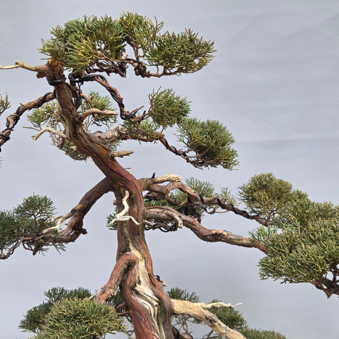 真柏　[石付き模様木]　大品盆栽