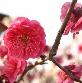 《現品》鹿児島紅梅（カゴシマコウバイ）樹高1.7ｍ（根鉢含まず）31【花梅苗木】