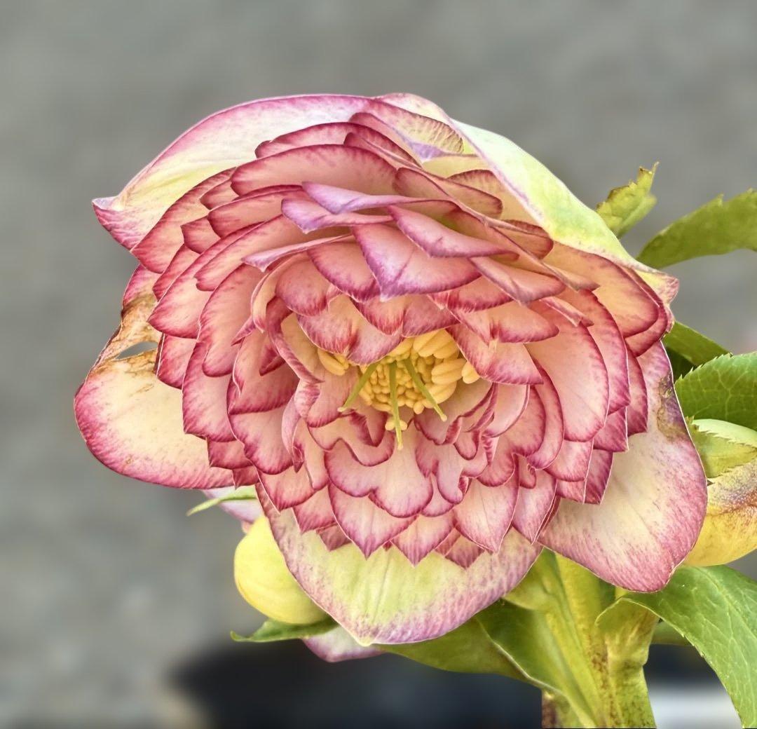 ★鮮やかピコティ　ホワイト小輪★クリスマスローズ開花株