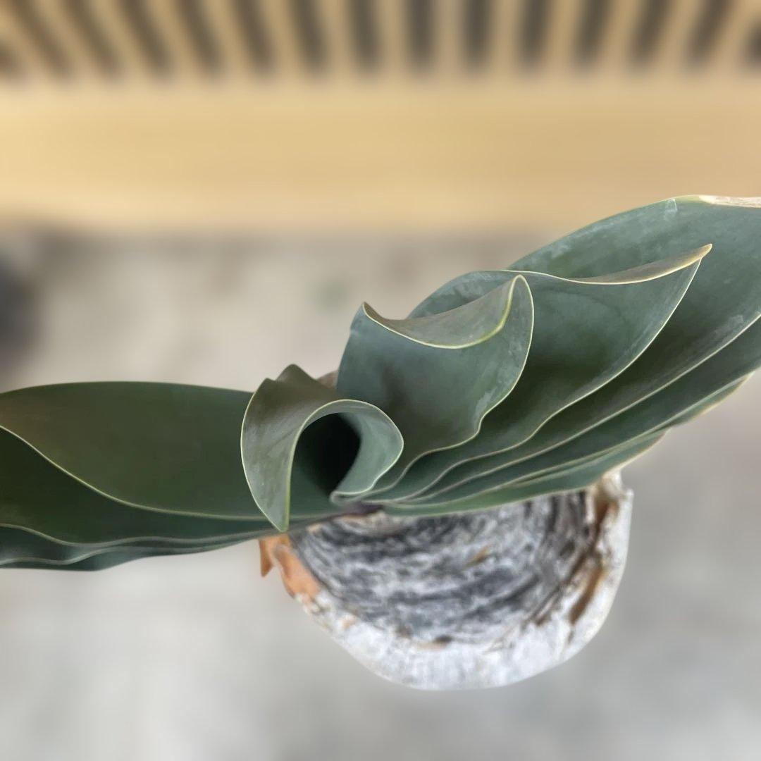 ブーファン ハエマンソイデス