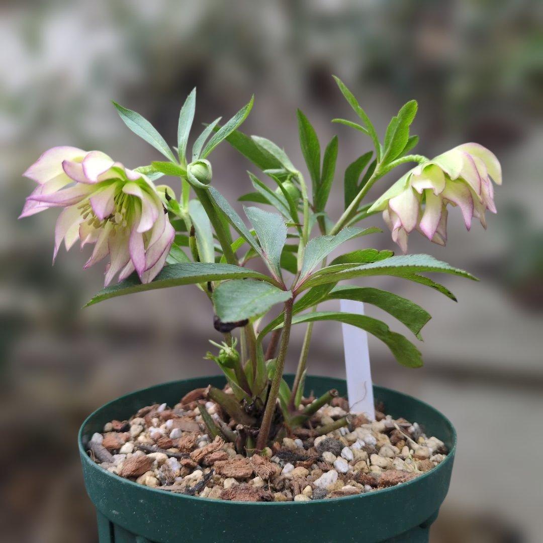 大木ナーセリー❤️ クリスマスローズ❤️ ヘルツェ✕ヒデ交配❤️