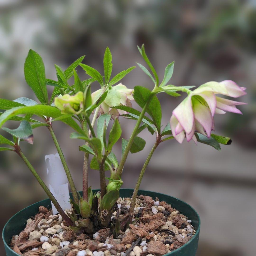 大木ナーセリー❤️ クリスマスローズ❤️ ヘルツェ✕ヒデ交配❤️