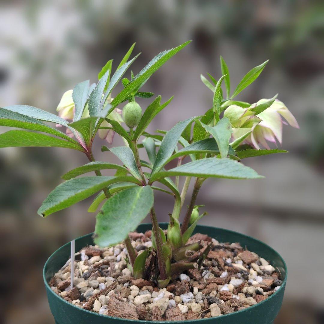 大木ナーセリー❤️ クリスマスローズ❤️ ヘルツェ✕ヒデ交配❤️