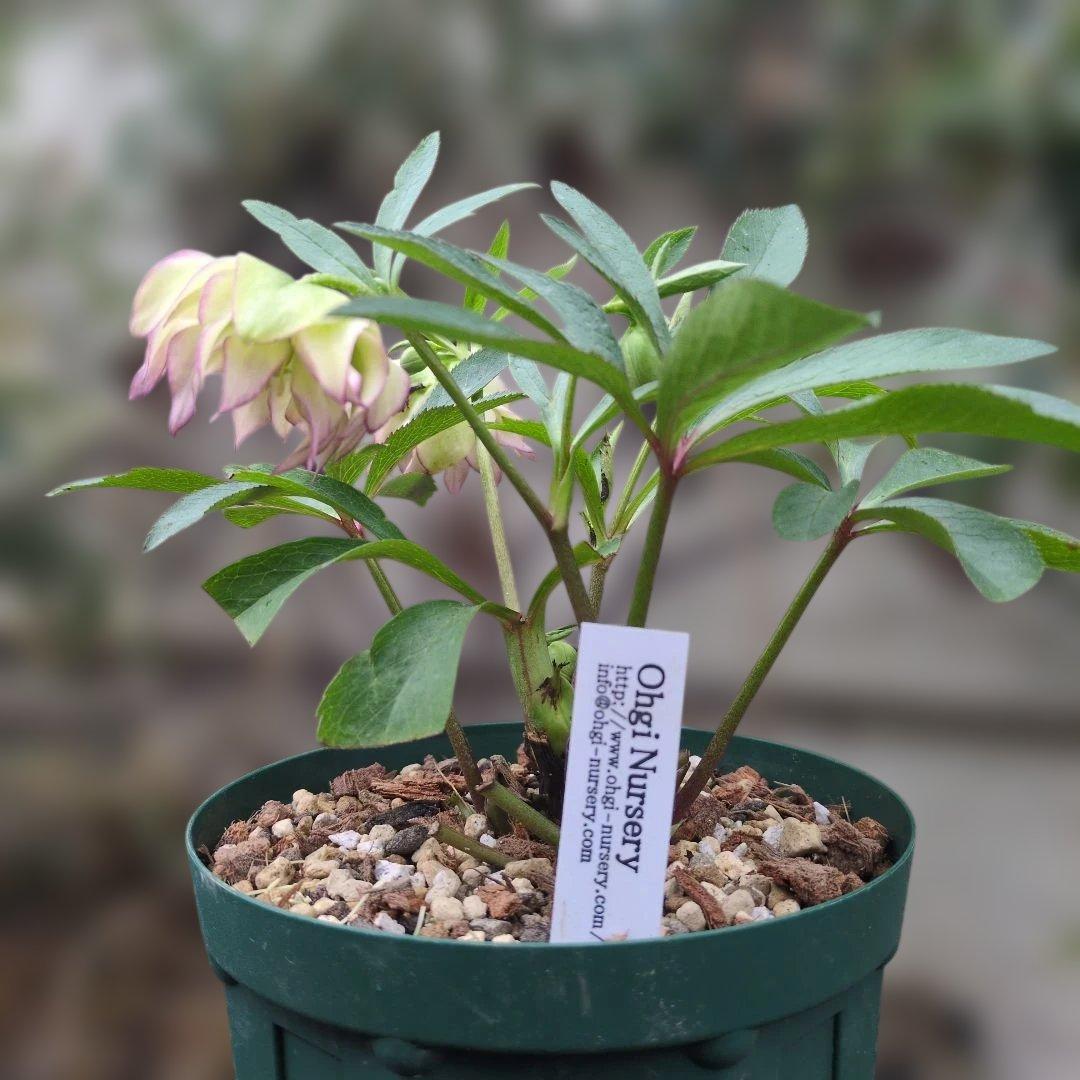 大木ナーセリー❤️ クリスマスローズ❤️ ヘルツェ✕ヒデ交配❤️