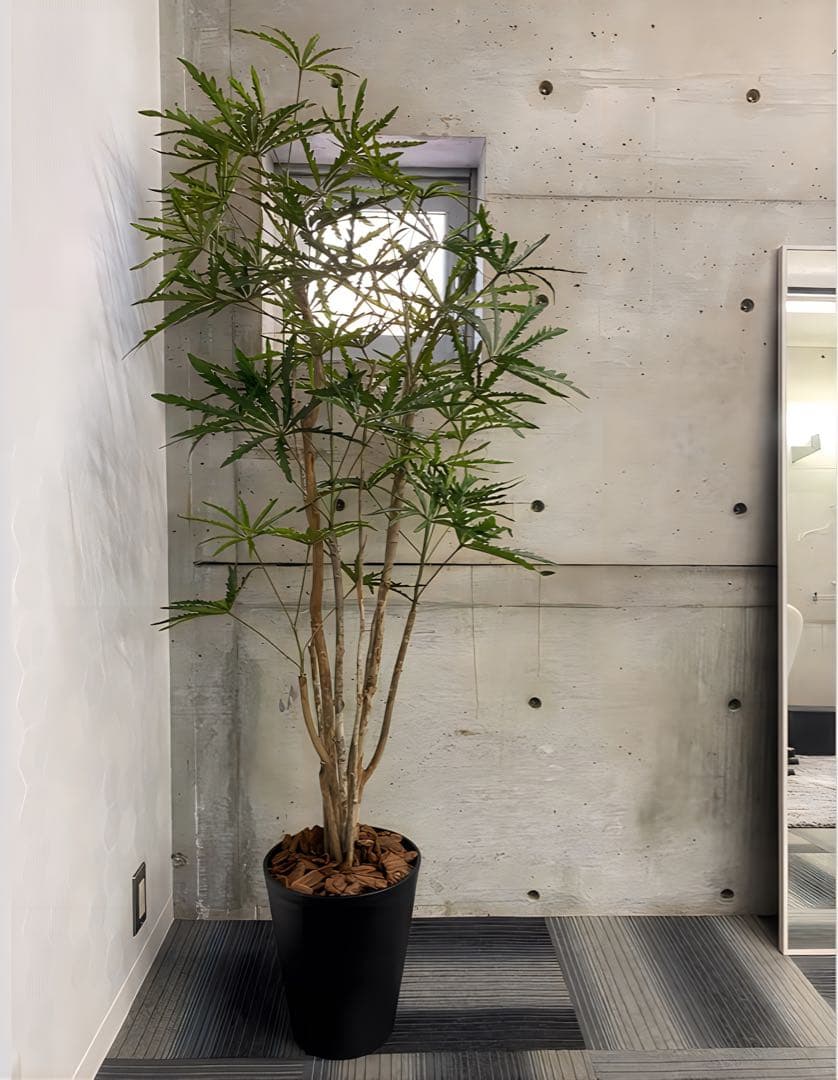 光触媒　人工観葉植物　ウォールグリーン　フェイクグリーン　アラレアgtj