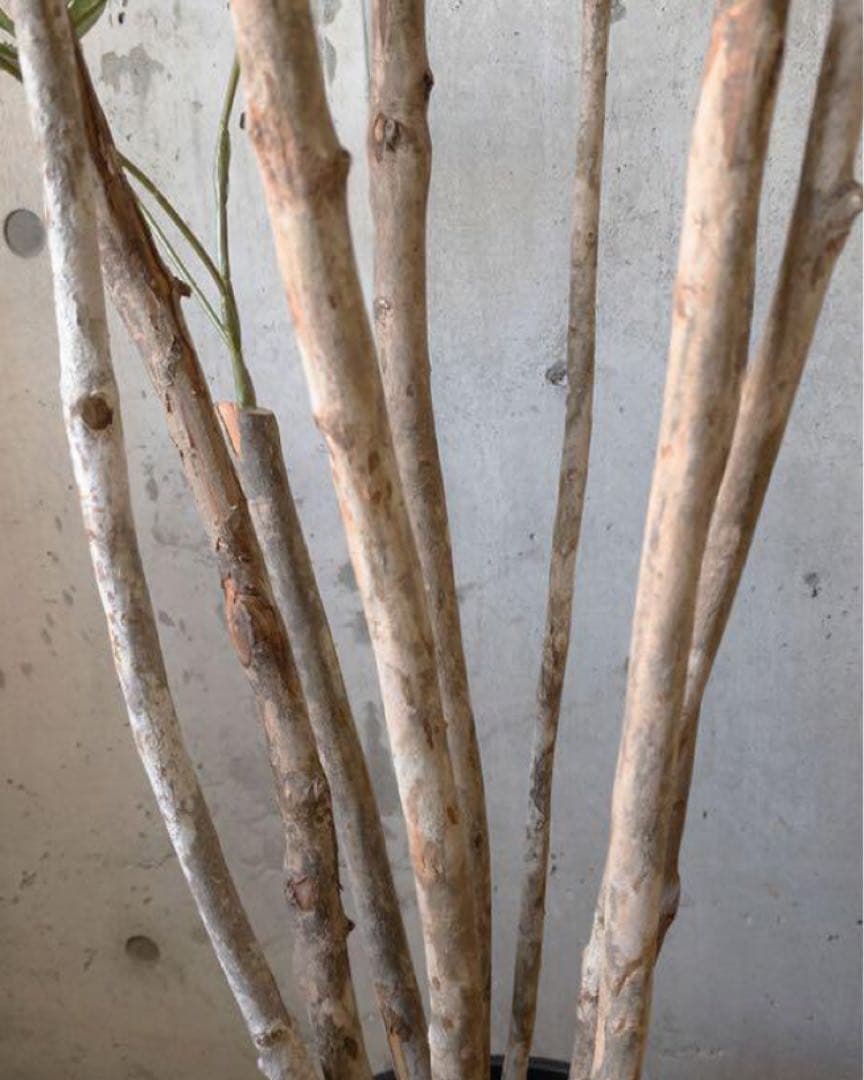 光触媒　人工観葉植物　ウォールグリーン　フェイクグリーン　アラレアgtj