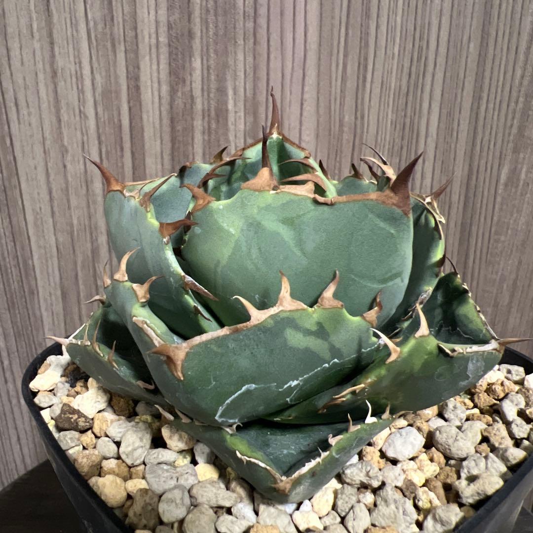 アガベ　ジャガーノート　斑入り