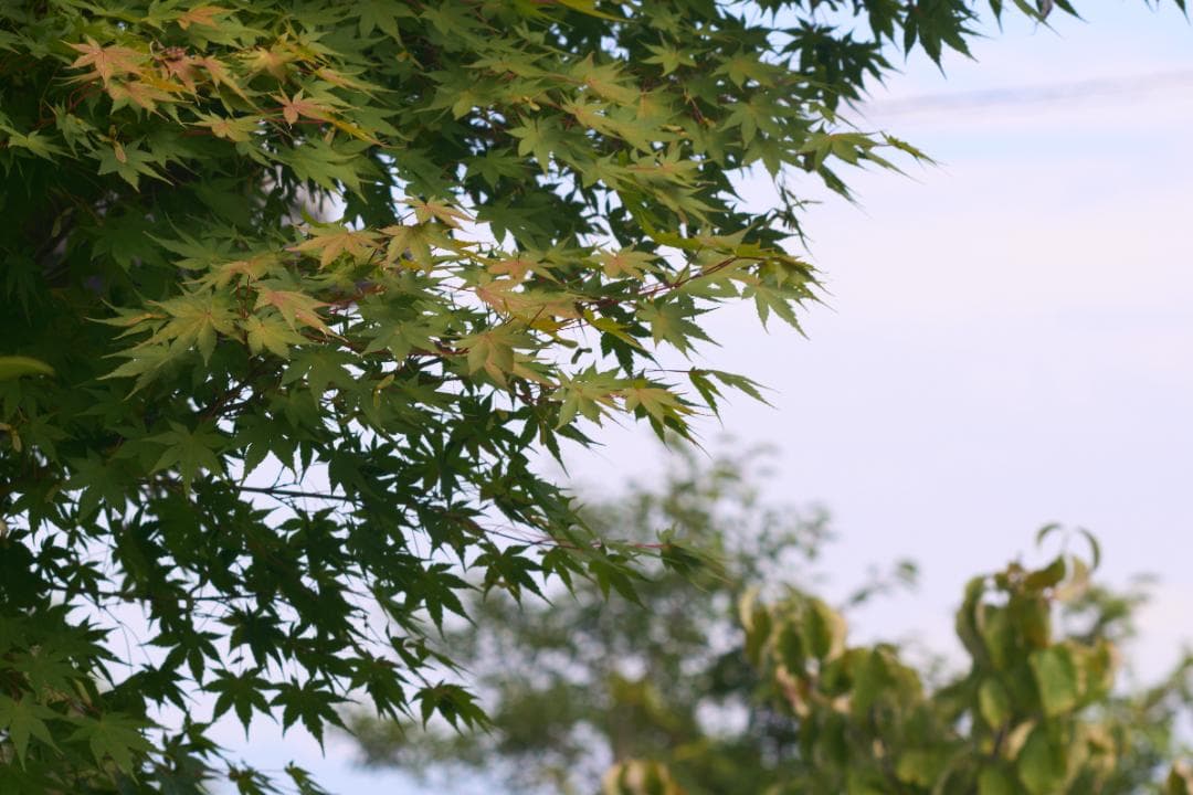 光学⚪︎ PENTAX TAKUMAR 105mm F2.4