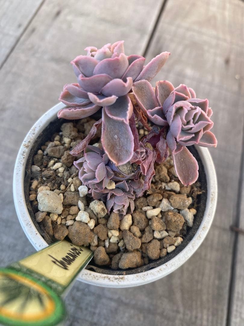 リクエスト　4頭群生　原種　チャザロイ　Chazaroi エケベリア