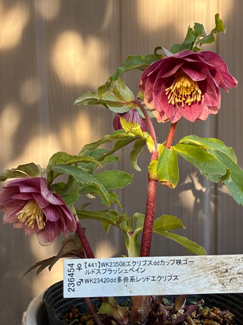 ♡加藤農園♡エクリプス交配　赤軸美花