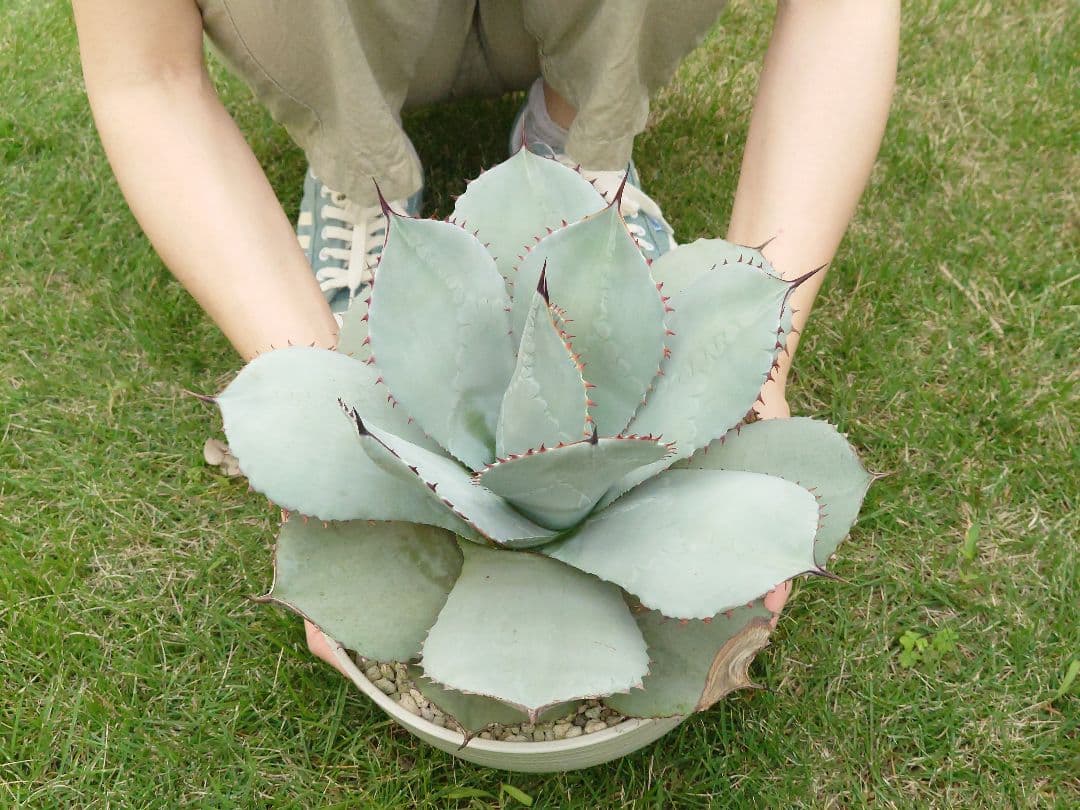 M*y様 パリー　トランカータ　実生　大株