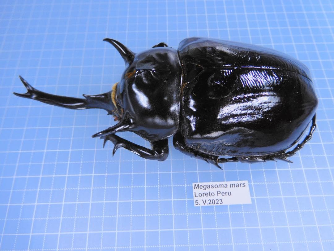 ペルー産　マルスゾウカブト　108mm