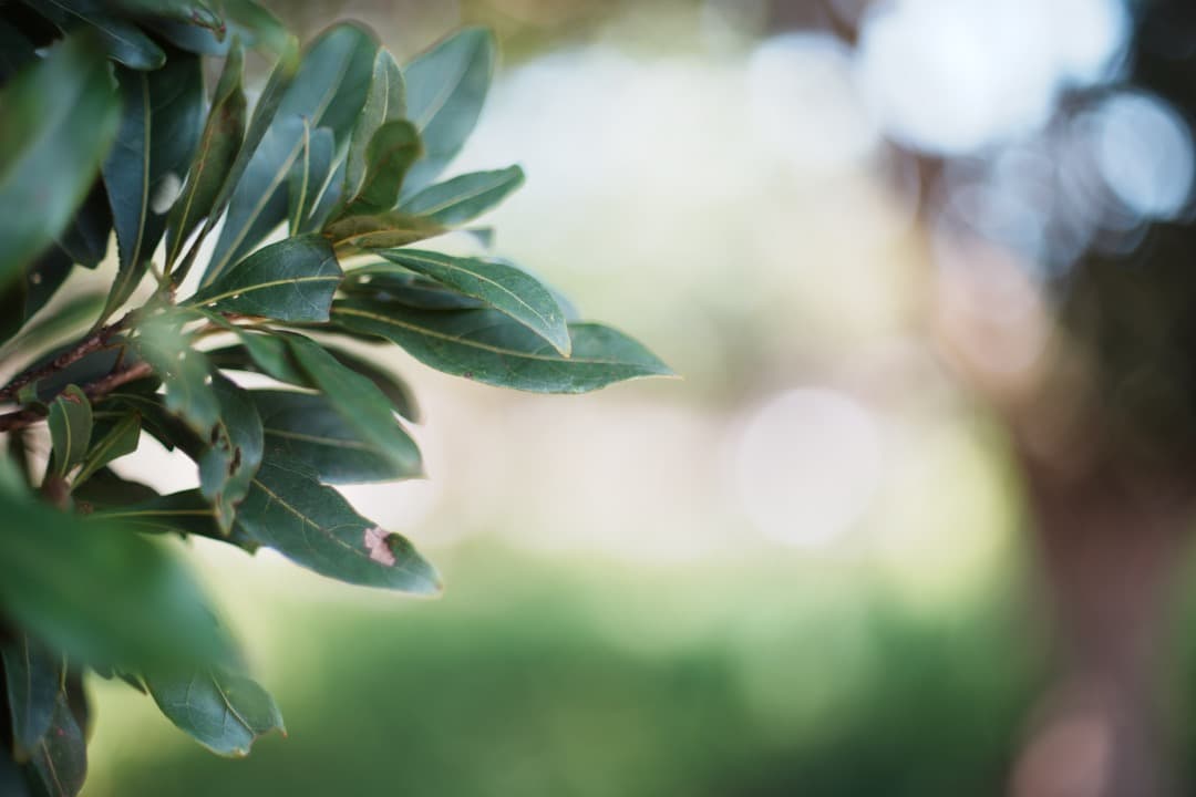 【希少8枚玉】動作◎ Super Takumar 50mm F1.4 716