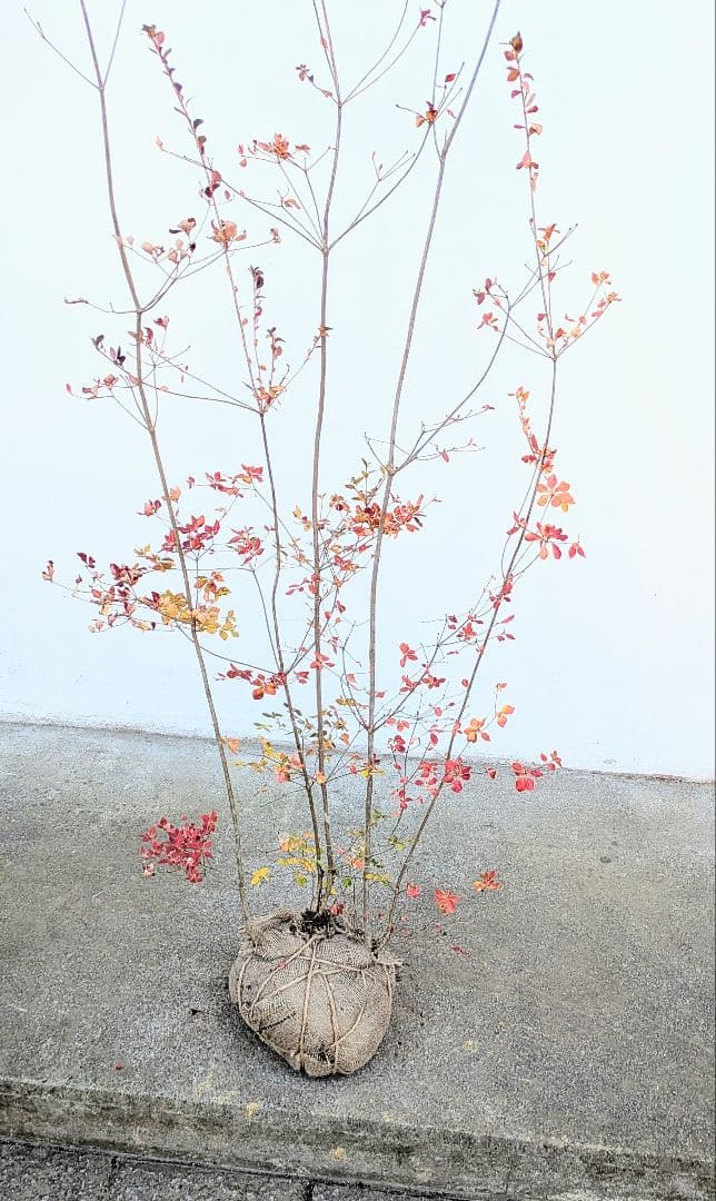 晩秋の紅。山採りドウダンツツジ。