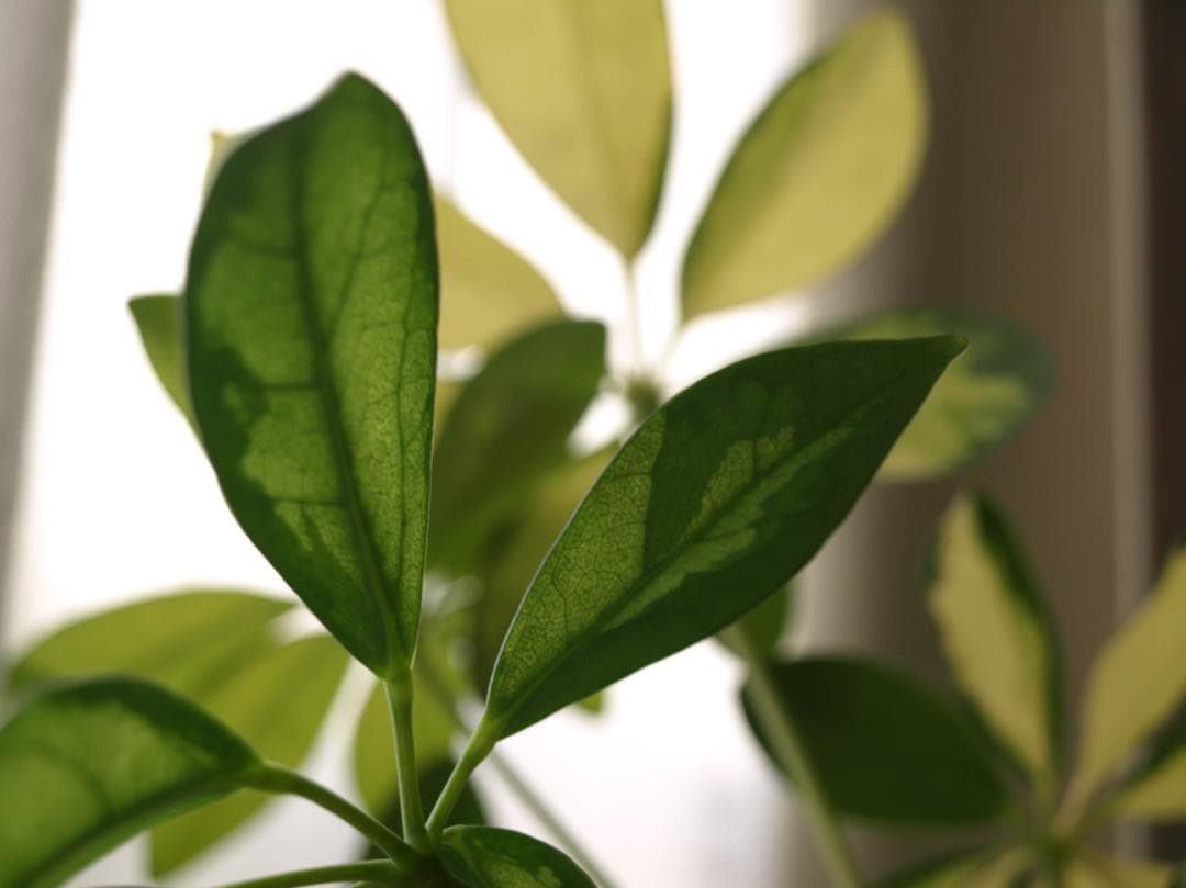 スマホ転送OK！OLYMPUS E-510 一眼レフ レンズキット