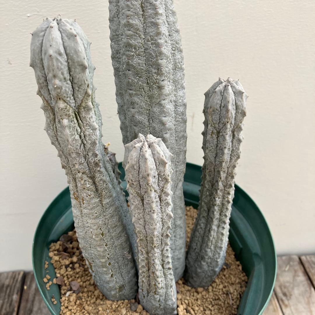 ユーフォルビア　アブデルクリ　群生　超大株