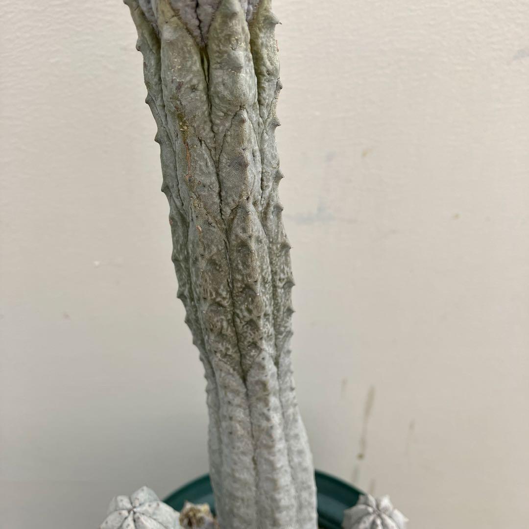 ユーフォルビア　アブデルクリ　群生　超大株